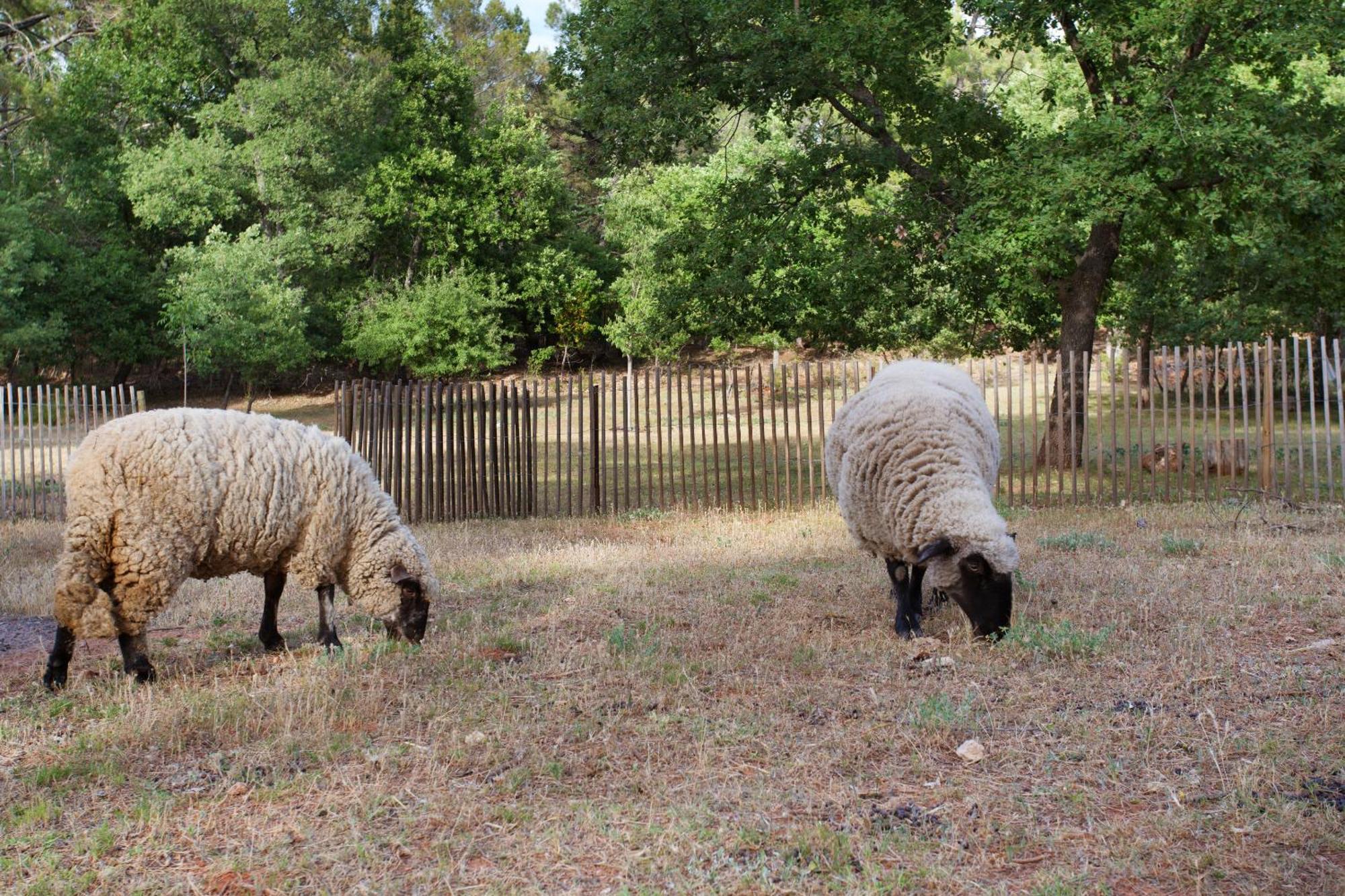 Domaine Les Petites Vaines Otel Goult Oda fotoğraf